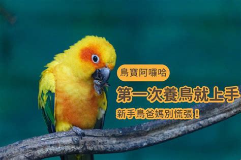 養鳥|第一次養鳥就上手！各種鸚鵡特點怎麼選？獸醫師：新。